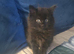 5 Male Kittens Lokking for a New Home
