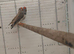 Zebra finches for sale