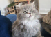 British longhair kittens mix