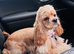 Unique American Cockapoo Puppies