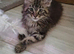 XXL Maine Coon Kittens.