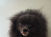 Blue adult female pomeranian