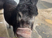 2 Female Jennings Donkeys