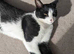 Black and white spot kitten