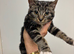 7 month female cat