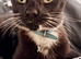 LOST CAT