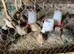 Jumbo Coturnix Japanese Quails