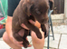 Border collie cross puppies
