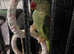 Female alexandrine