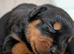 **3 GIRLS LEFT @ &pound;1000** Stunning Rottweiler Pups - Healthy, Strong, Chunky