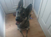 Northern Inuit cross American akita female