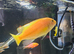 Red zebra Cichlids