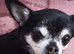Chuchuahua, Small apple head.