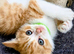 Beautiful persian x kittens