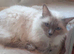 Bluepoint ragdoll kittens