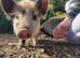 5 Kune Kune Girls Ready To Leave Now. Available singly or in a pair, £120 each.