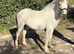 3 year old section A gelding