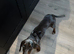 Dachshund cross spaniel
