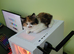 Tortoiseshell/calico