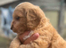 F1 cockapoo puppies
