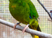 Kakariki cock bird in Maidstone