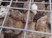 Quails for sale off heat
