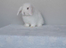 Gorgeous purebred mini lops
