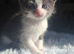 Only 4 left ! Gorgeous fluffy kittens ready