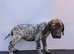 3 gorgeous German pointers