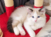 Ragdoll Bicollor male kittens