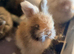 Angora buns