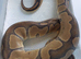 Clown Royal Python