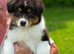 Australian Shepherd Puppies