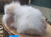 Superfluffy baby bunnies teddywidders