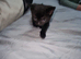 Cute kittens