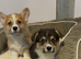 Stunning tri-coloured male Welsh Pembroke Corgi