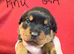 Purebred Rottweiler Puppies