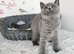 British Shorthair female