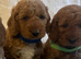 Cockapoo puppies
