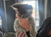 Maine coon kittens