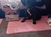 Rottweilerx pocketbully