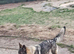 4 year old loyal beautiful girl