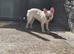7month old white fawn