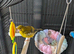 CANARY