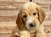 !!!REDUCED!!! STUNNING GOLDENDOODLE PUPPIES