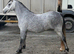 Top class 2 year old filly