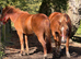 The Newforest Boys need new family's!!