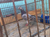 Tippler pigeon for sale