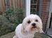 Darcy our Maltese male dog