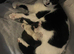 4 Beautiful kittens 2 girls 2 boys
